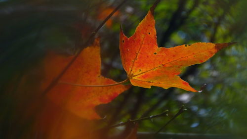 Close-up of orange maple leaves on plant