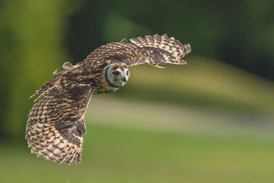 Short eared owl in flight