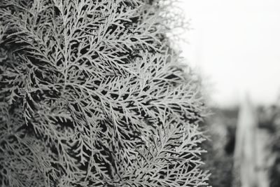 Close-up of frost on plant