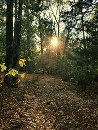 Trees in forest