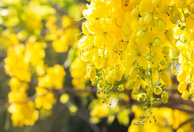 Close-up of yellow flowering plant