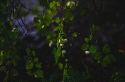 Close-up of berries growing on tree