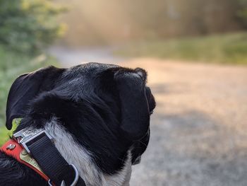 Close-up of a dog looking away