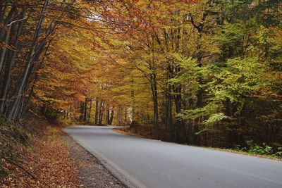 Road amidst trees