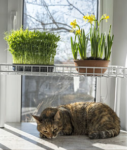 The cat sleeps on the window with blooming daffodils and pea microgreens. garden on the windowsill