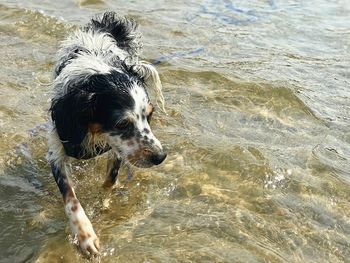 High angle view of dog in water