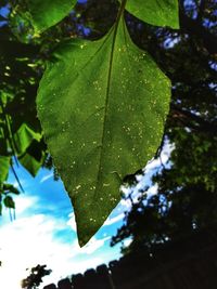 Close-up of maple leaves on tree