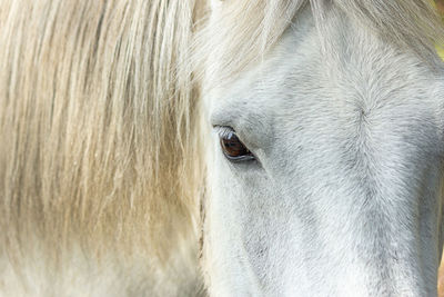 Close-up of a horse