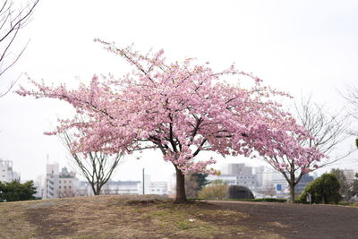 Cherry blossom tree in city against clear sky