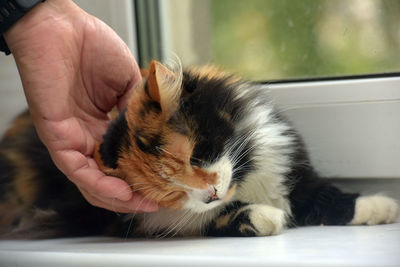 Midsection of person holding kitten