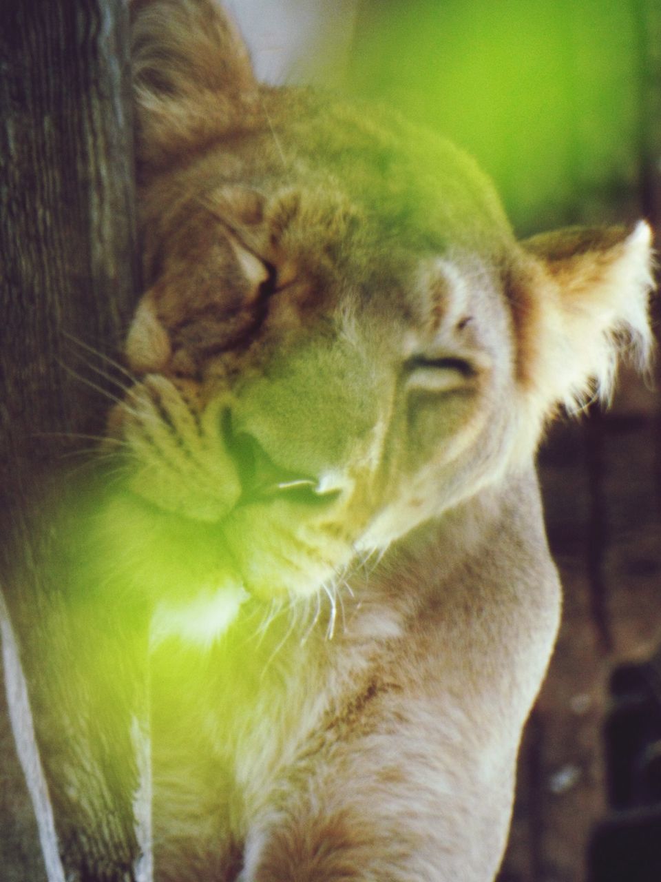 animal themes, mammal, one animal, domestic animals, pets, domestic cat, close-up, cat, feline, focus on foreground, animal head, whisker, eyes closed, selective focus, indoors, sleeping, no people, two animals, animal body part, zoology