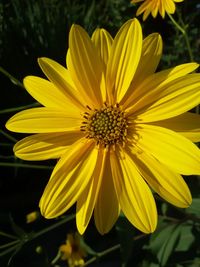 Macro shot of yellow daisy blooming outdoors