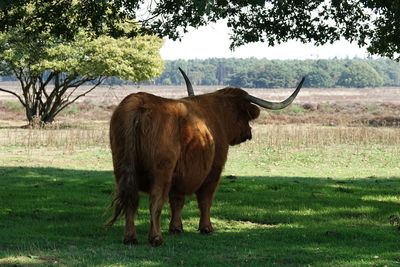 Horse standing in a field