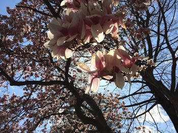 Low angle view of flowers on tree