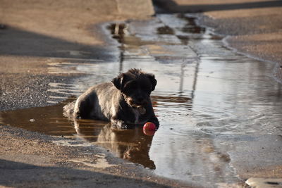 Dog in water