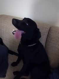Close-up of black dog on sofa at home