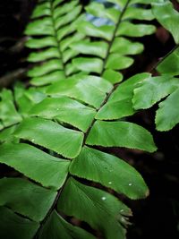 High angle view of green leaves