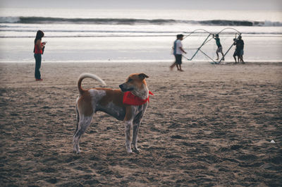 Two dogs on beach