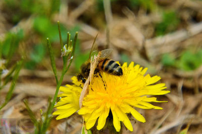 Close-up of bee on yellow flower