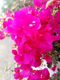 Close-up of pink bougainvillea blooming outdoors