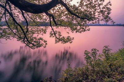 Tree by lake against sky during sunset