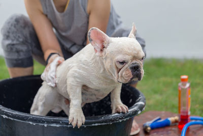 Woman bathing dog in tub at yard