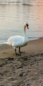 View of swan in lake