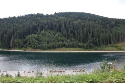 Scenic view of lake against trees in forest
