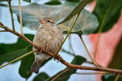 Close-up of bird perching on branch