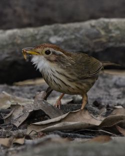 Close-up of bird perching outdoors