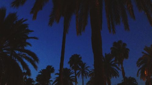 Low angle view of silhouette palm trees against sky at night