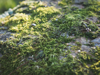 Full frame shot of plants