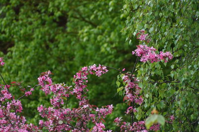 Pink flowers blooming in park