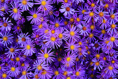 Full frame shot of purple flowering plants