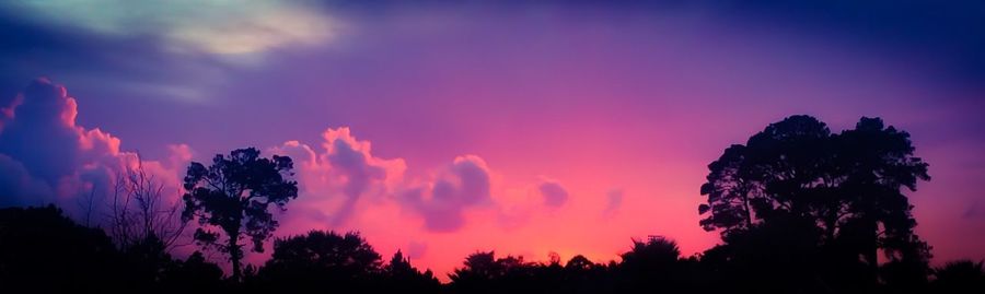 Silhouette of trees at sunset