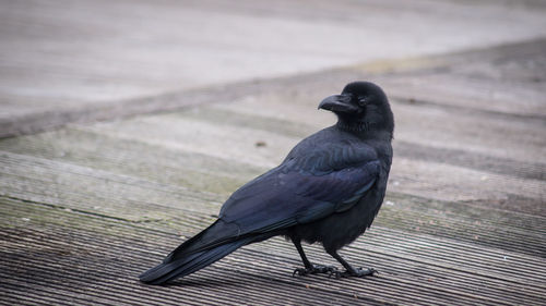 Close-up of bird perching on wood