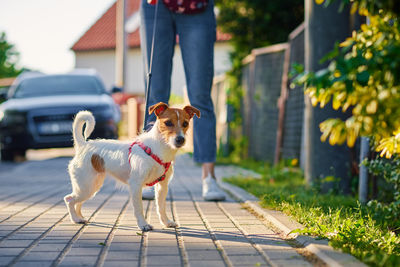 Dog walks at summer city street