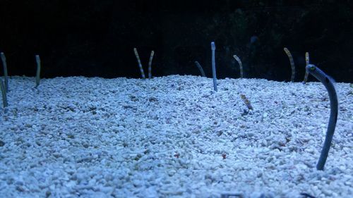 Close-up of snow