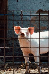 Portrait of a pig against fence