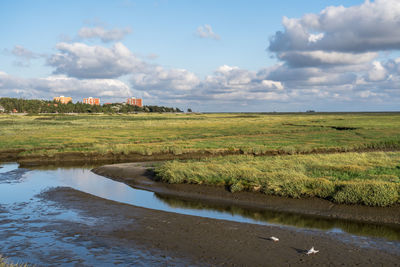 Scenic view of field against sky