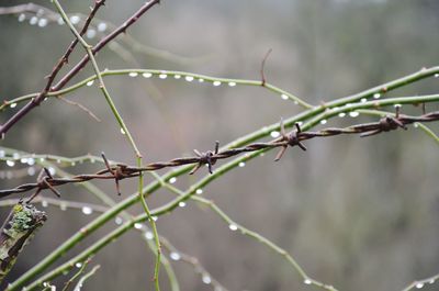 Close-up of wet plant and barbed wire during rainy season