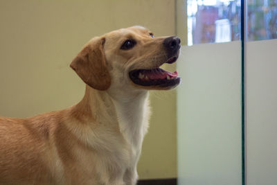 Close-up of a dog looking away