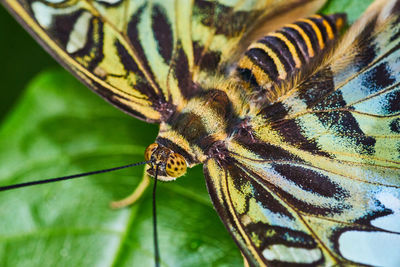 Close-up of butterfly