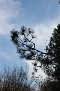 Low angle view of silhouette tree against sky