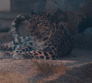 Cat looking away in zoo