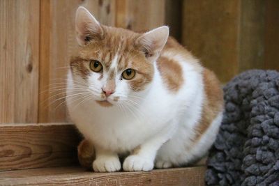 Close-up portrait of a cat