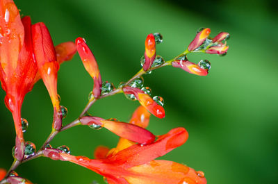 Close-up of wet red flower