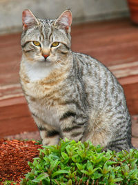 Portrait of cat sitting outdoors