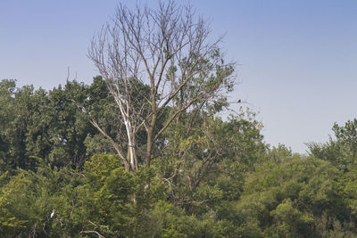 Low angle view of trees against clear sky