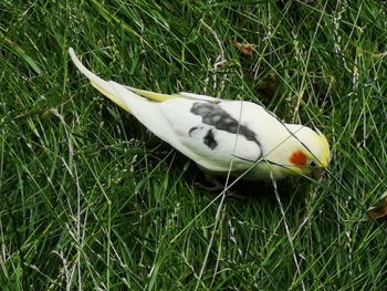 High angle view of a rabbit on field